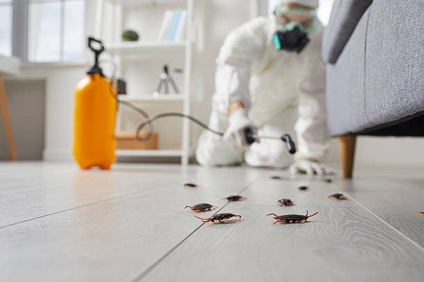 Post-Treatment Bed Bug Interceptor Monitoring in Oakville